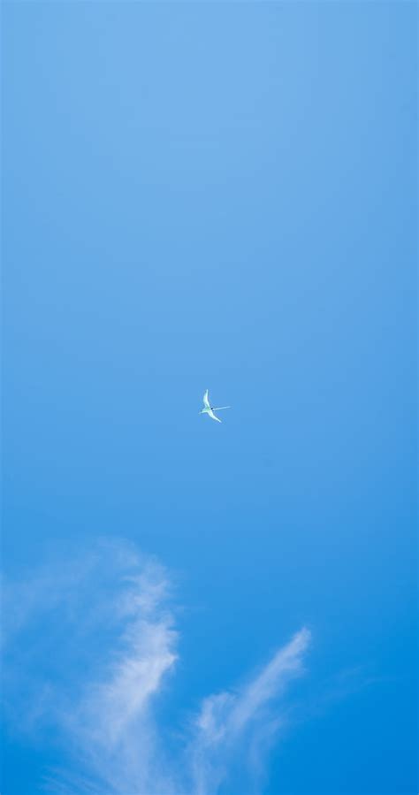 Seagull Wings Sky Flight Hd Phone Wallpaper Peakpx