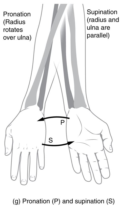 Anatomical Movements Of The Human Body Geeky Medics