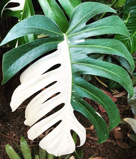 Variegated monstera plants are expensive due to its rarity. @nsetropicals This beautiful #variegated #monstera # ...
