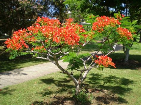 The tree has a typical t shape which will allow to be used as a street trees. Flame Flamboyant Tree Seeds | Delonix regia, Tree seeds ...