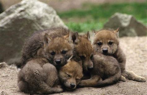 498 Best Images About Wolf Pups On Pinterest Wolves