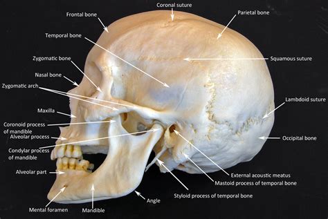 A regional study of human structure. Skull labeled - HUMAN ANATOMY WEB SITE