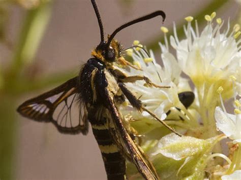 What kind of damage does a crown borer do? Family Sesiidae (Sesiid Moths) | Butterflies and Moths of ...