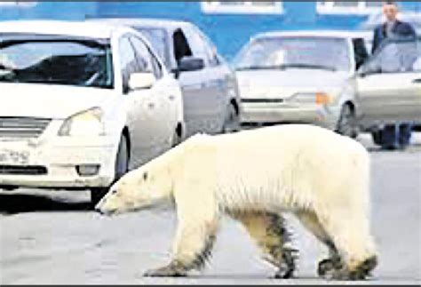 Starving Polar Bear Stuck In Russian Industrial City ‘barely Able To