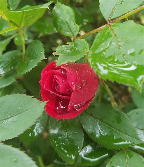 First Roses Of The Season Redroseblossom Red Roses One Rose Petals