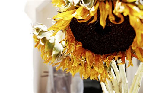 Dying Sunflower Anelph Flickr