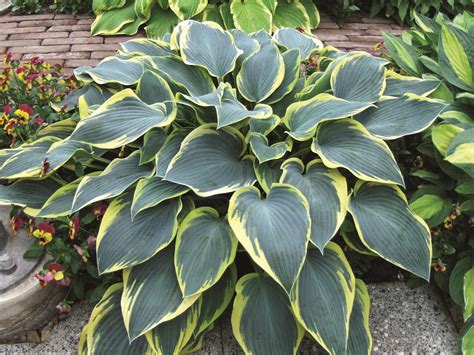 First Frost Hosta Plantain Lily Ideal For Shady Containers Zone 3