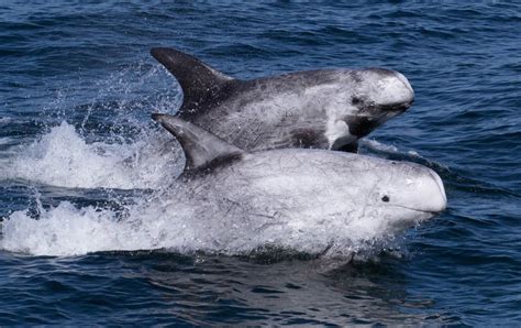 Suzys Animals Of The World Blog The Atlantic White Sided Dolphins