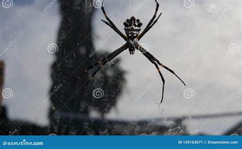 Caught In A Web Stock Image Image Of Insects Bugs 130163671