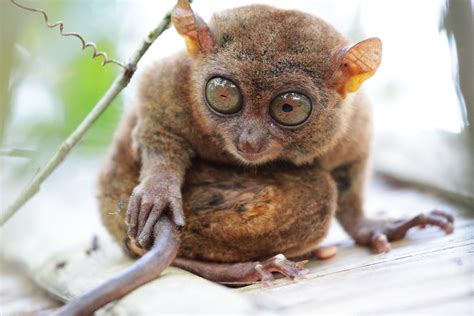 Where To See Tarsiers In The Philippines