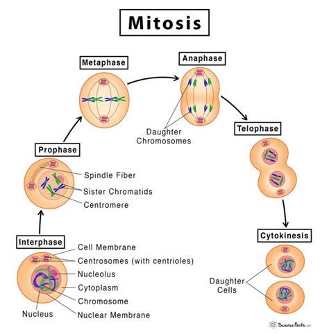 Mitosis Definition Stages And Purpose With Diagram Free Hot Nude Porn Pic Gallery
