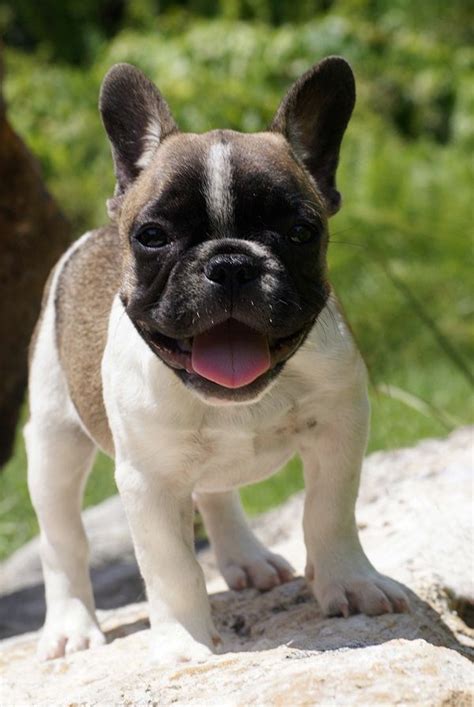 Rosa the french bulldog can do retrieving until she is worn out. Fawn Pied French Bulldog Wallpaper Brindle Pied Female ...