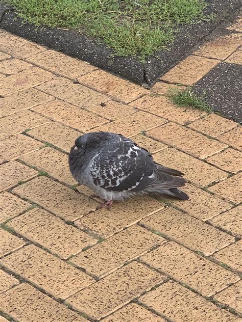 Saw This Really Fat Pigeon Rmildlyinteresting