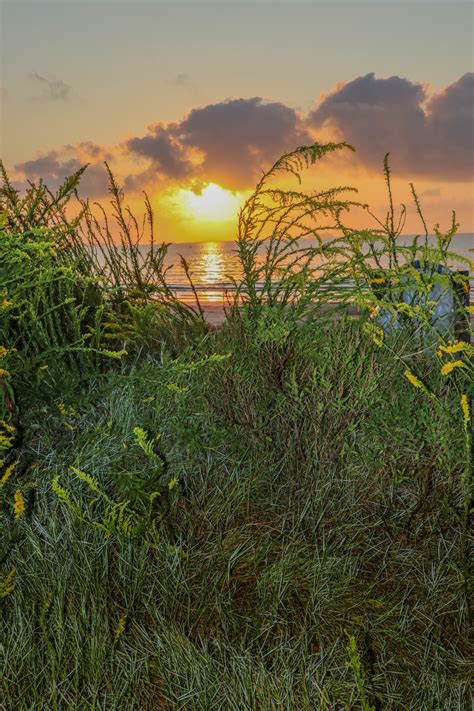 Free Images Beach Plants Nature Trees Texas Gulfcoast Sky