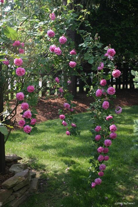 The angels sang, the shepherds sang, 2008 louise odier | Climbing roses, Rose garden, Inside plants