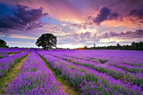 Wallpaper Id 773827 Sky Summer July Lavender England Sunset