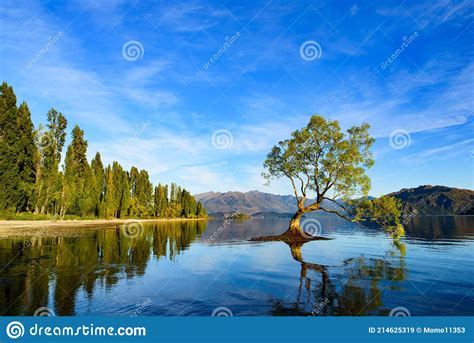 Wanaka Tree And Reflection On Lake Wanaka In South Island New Zealand