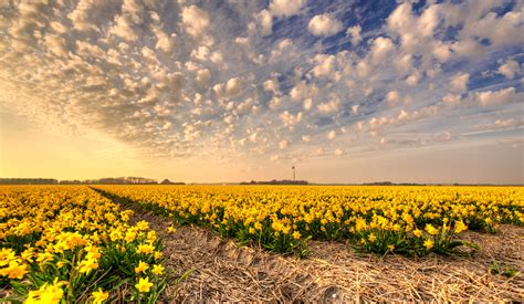 Field Of Yellow Petaled Flower Hd Wallpaper Wallpaper Flare