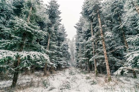 Pine Trees Covered With Snow In A Scandinavian Forest Stock Photo