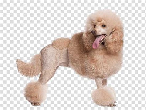 Small Dog Breeds 15 Cutest Toy Breed Dogs That Stay Small