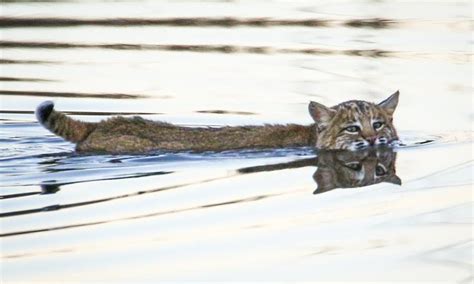 A Real Cool Cat Bobcat Takes A Dip At Alligator River National