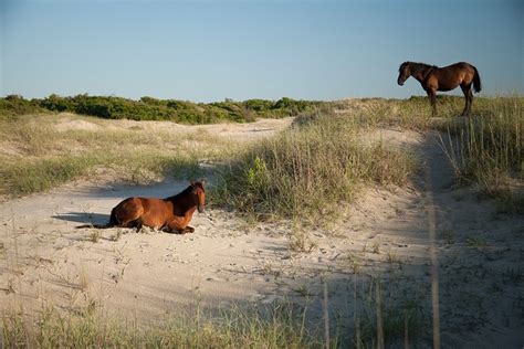 Wild Horses Outer Banks North Carolina Outer Banks North Carolina