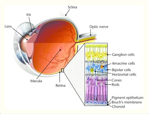 Structure Of The Human Eye And Organization Of The Retina Download