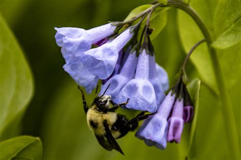 Virginia Bluebells At Riverbend Park Great Falls Va Diane