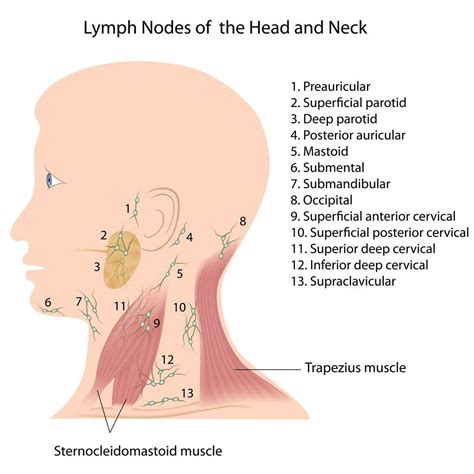 Lymph Node Diagram Neck Diagram Media