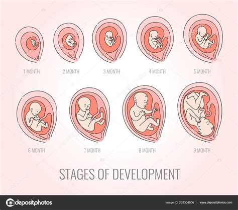 Baby Development Stages Month By Month During Pregnancy Pregnancywalls