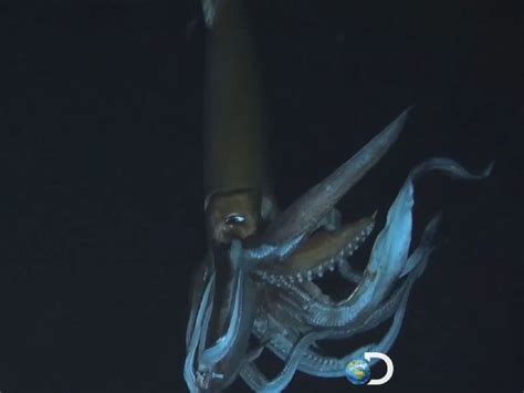 Elusive Giant Squid Captured On Video