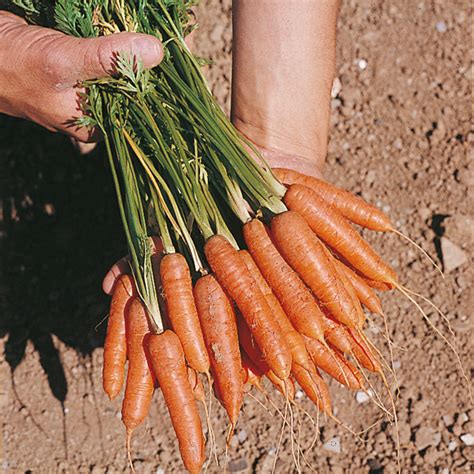 Carrot Seeds Ideal Red Dobies