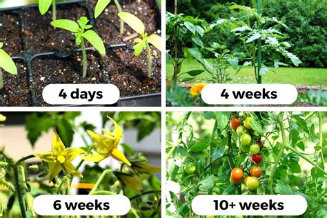 Tomato Plant Growth Stages Wpictures Seed To Harvest Tomato Geek