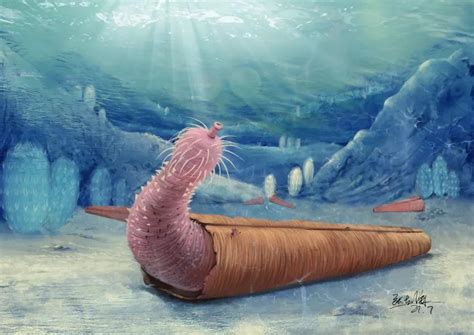 The Cambrian Period 543 Million To 490 Million Years Ago Brought The