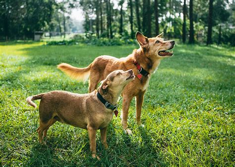 Two Friendly Dogs In A Yard By Stocksy Contributor Stephen Morris