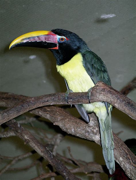 Green Aracari A Small Toucan Pteroglossus Viridis Taken A Flickr