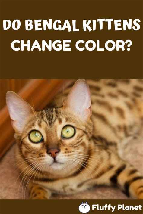 Do Bengal Kittens Change Color Bengal Kitten Kittens Bengal