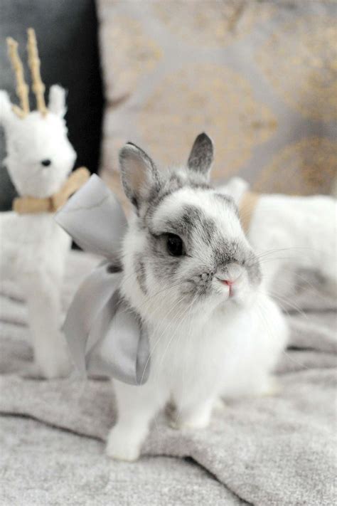 Netherland Dwarf Rabbit Cute Baby Bunnies Cute Baby Animals Dwarf