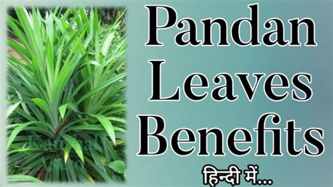 Pandan Leaves Benefits In Hindi अन्नपूर्णा का पौधा कई औषधीय गुणों से