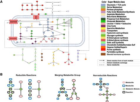 reduced and reconstructed human metabolic map a collected human download scientific diagram