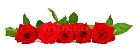 Two Red Roses Stock Photo Image Of Lovers Affection 1973146