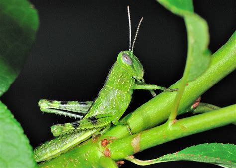 Bands Of Giant Grasshoppers The Largest Grasshopper Valanga Irregularis