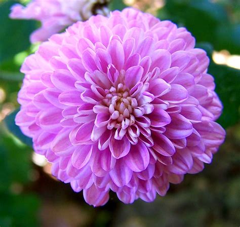 Purple Chrysanthemum Flickr Photo Sharing