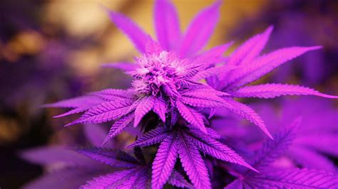 Weed Plant Purple Kush Hd Wallpaper Pxfuel