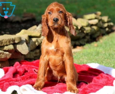 Irish Setter Puppies For Sale Puppy Adoption Keystone Puppies