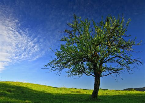 High Definition Photo Of Tree Desktop Wallpaper Of Spring Sky