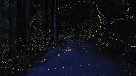 Awesome Photo Of Fireflies Floating About In Their Nightly Mating Ritual Dances Firefly