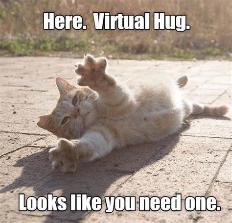 Virtual Hug You Need One Funny Animals Funny Cat Pictures Cute Animals