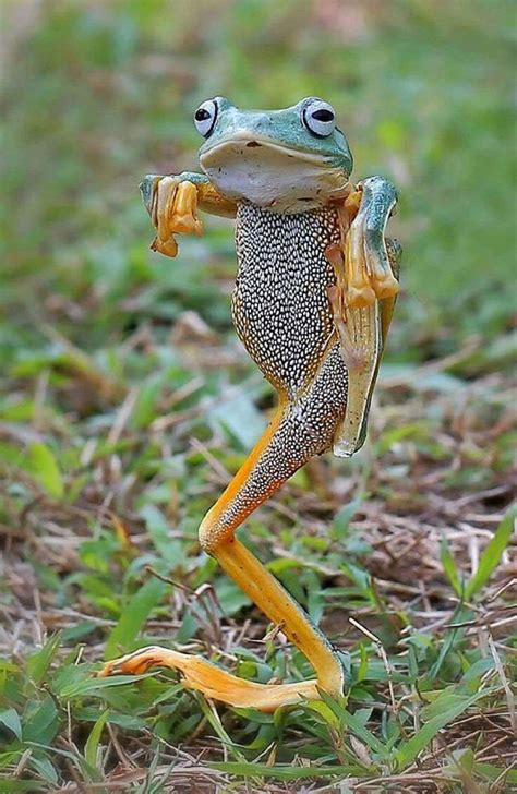 Psbattle This Frog Doing Kung Fu Album On Imgur Nature Animals