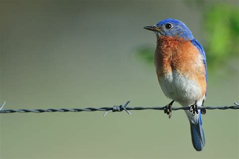 Jeff Wendorff Nature And Wildlife Photography Portfolio Bluebirds
